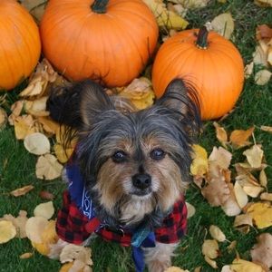 Meet your Posher, Sydney